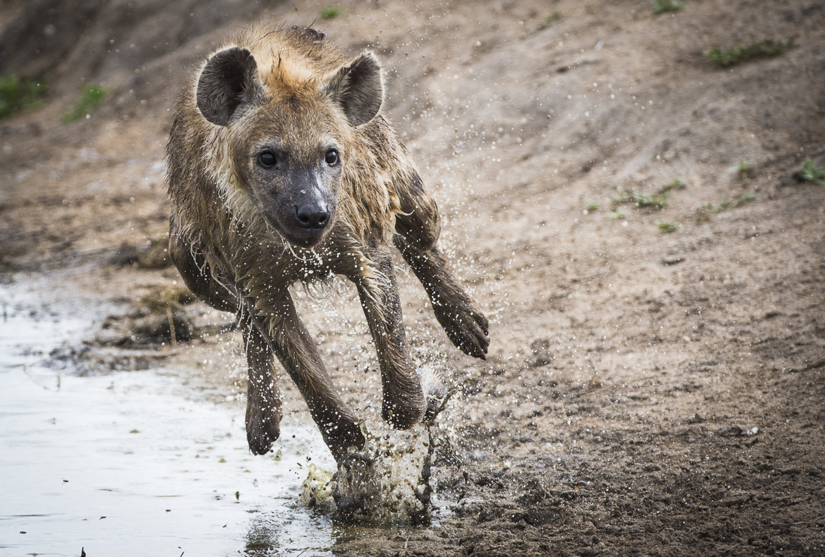 Sabi Sabi Earth Lodge: Hyäne im Sprint