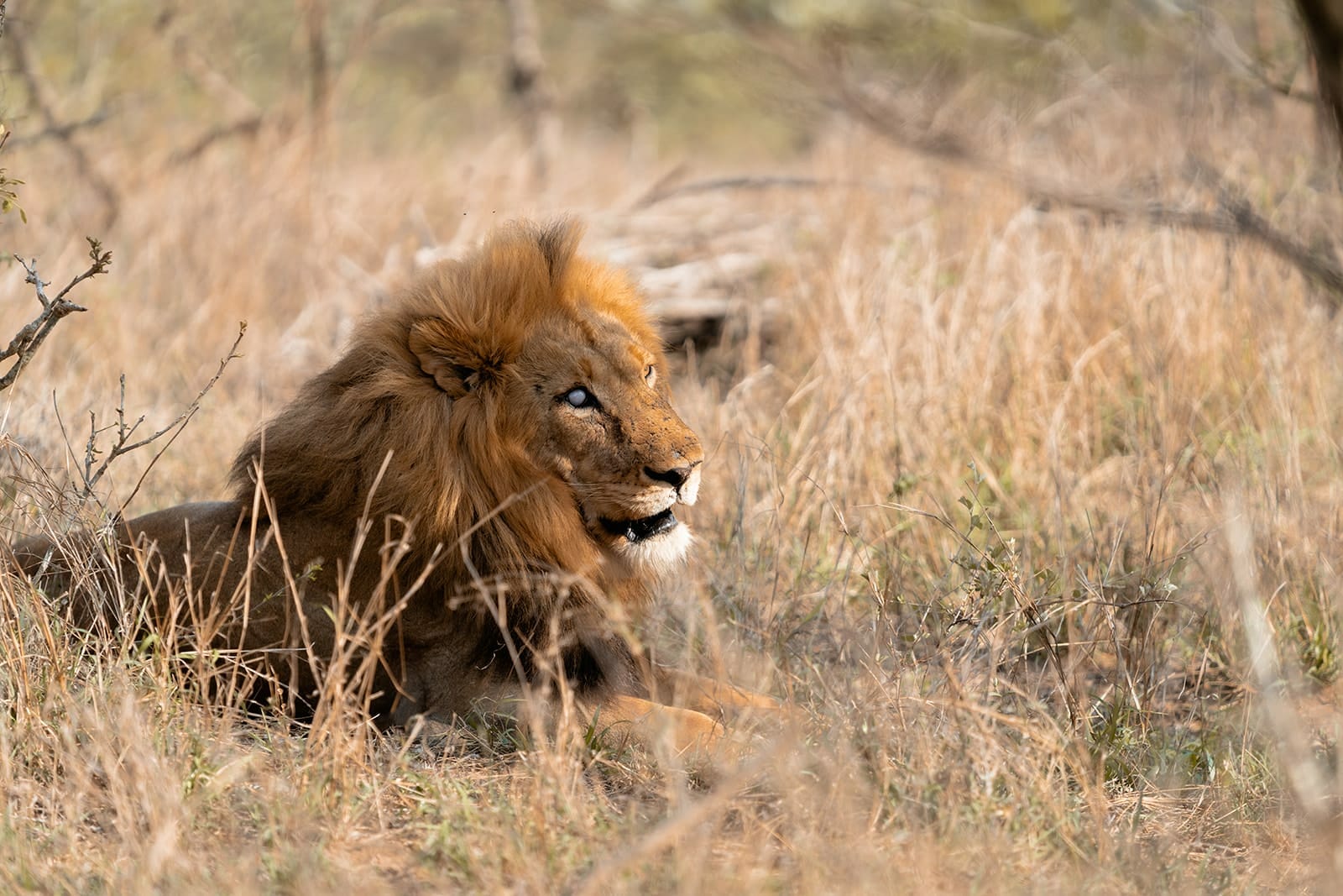 Saseka Tented Camp: Ein Löwe