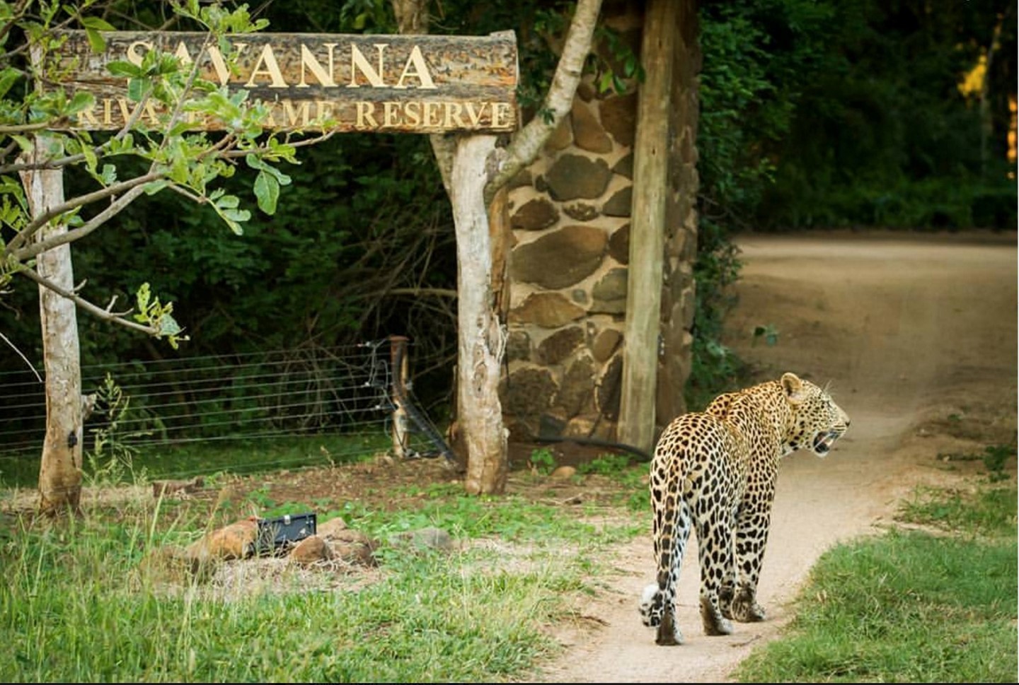 Krüger Nationalpark, Sabi Sands, Safari, Safari Lodge, Savanna Lodge, Savanna Private Game Reserve, Tiere und Aktivitäten, Afrikarma, Afrikarma Safaris, Afrikarma Safaris - Wildnis. Hautnah., Afrikarma.de
