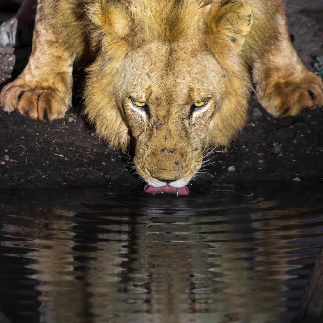 Simbavati Camp George: Ein Löwe