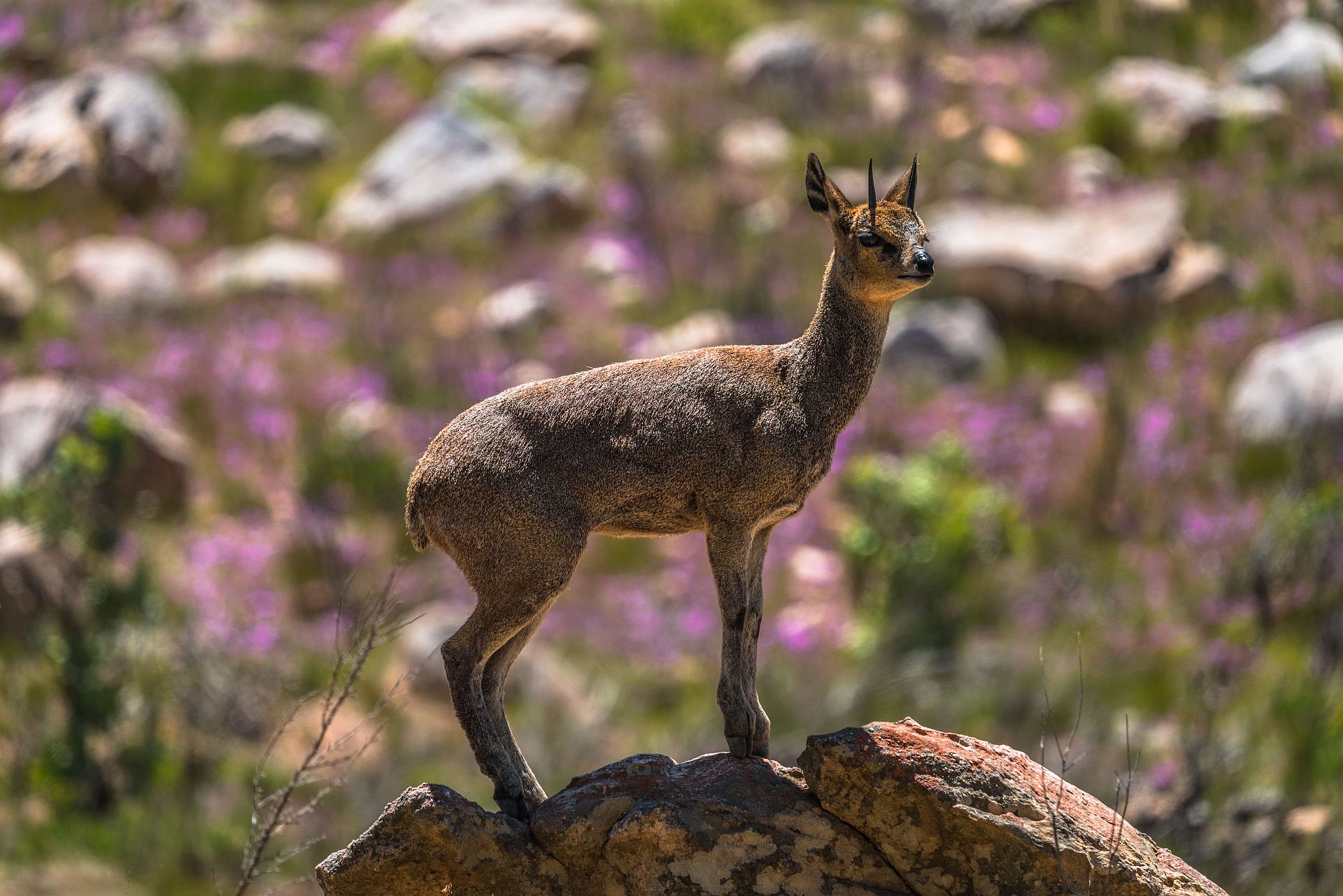 Simbavati Cederberg Ridge Lodge: Ein Klipspringer