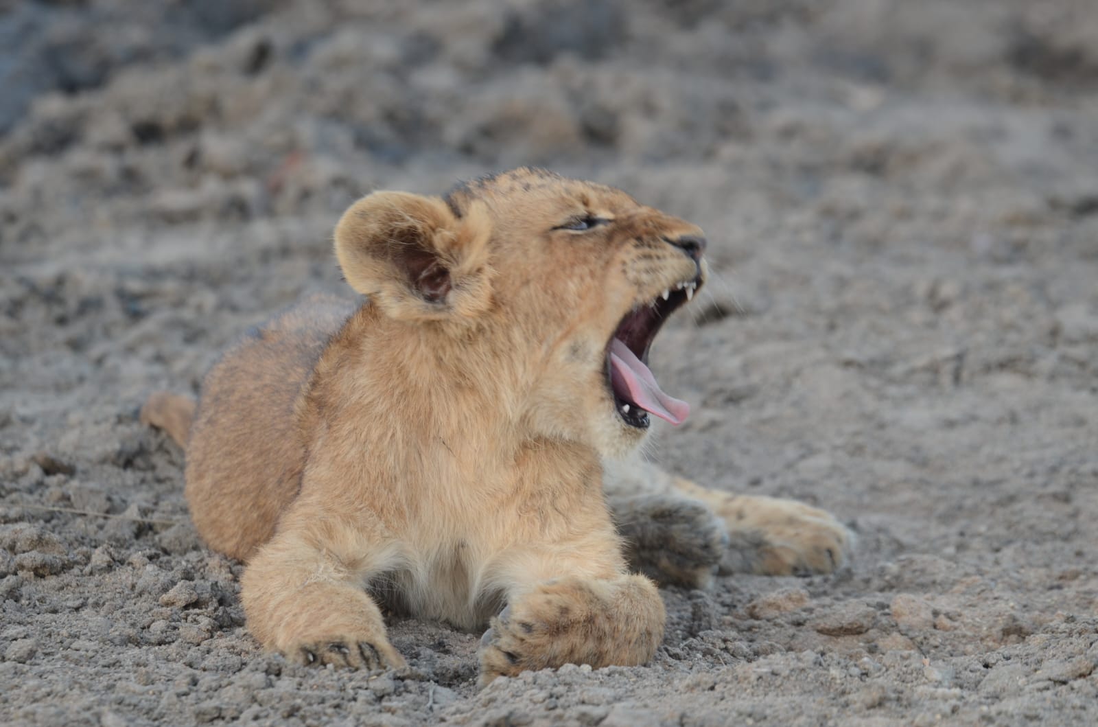 Simbavati Waterside Lodge: Ein müdes Löwenbaby