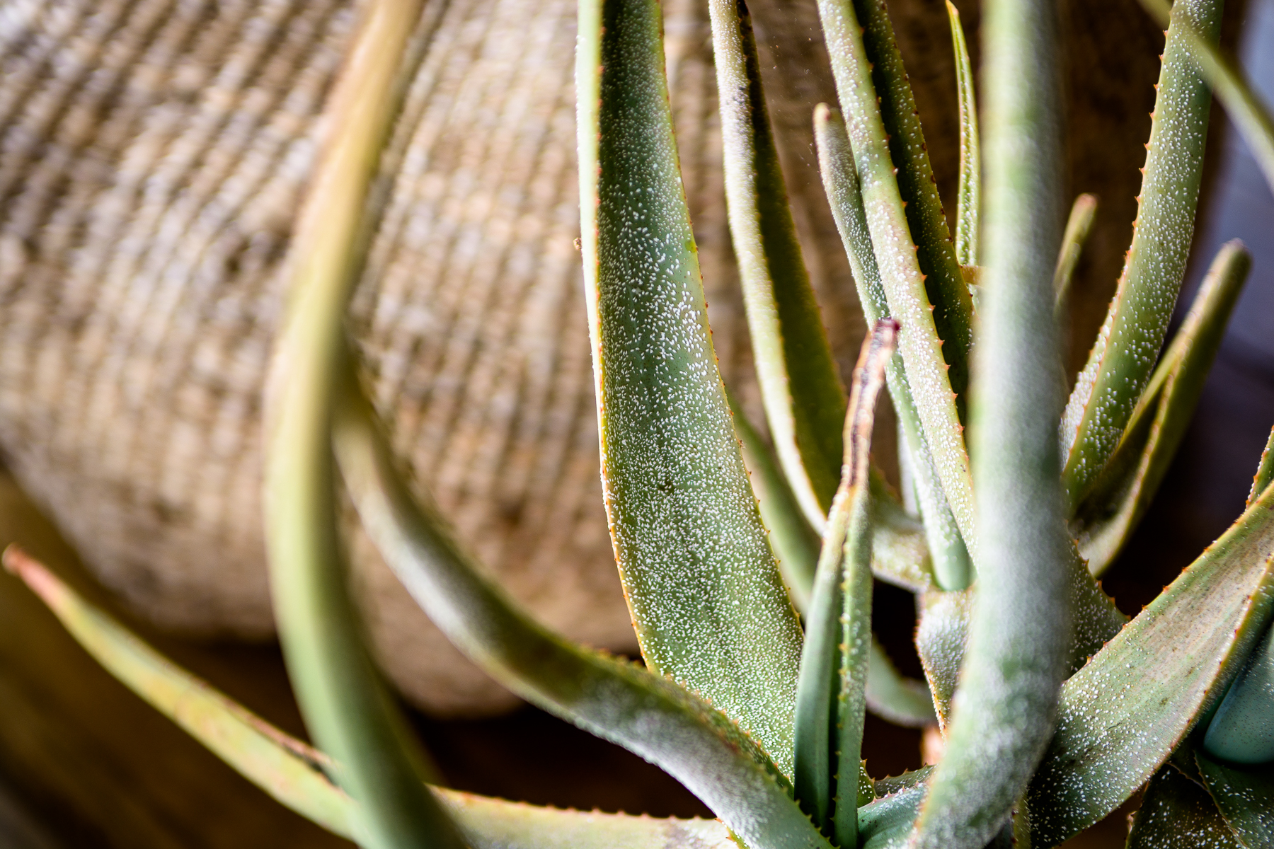 krüger nationalpark, singita, singita lebombo lodge, aloe vera pflanze, afrikarma, afrikarma safaris, afrikarma safaris - wildnis. hautnah., afrikarma.de