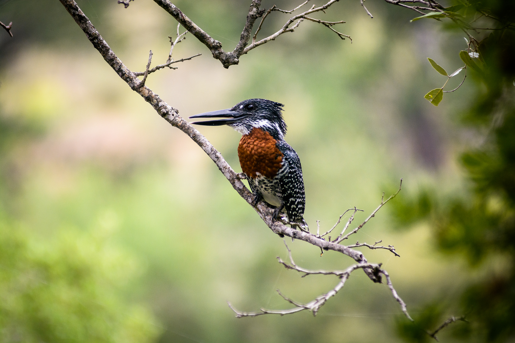 Big 5, Hideaway, Kruger National Park, Krüger-Nationalpark, Singita, Singita Sweni Lodge, Südafrika, Sweni River, Umgebung, Vogel, Afrikarma, Afrikarma Safaris, Afrikarma Safaris – Wildnis. Hautnah., afrikarma.de, Giant Kingfisher