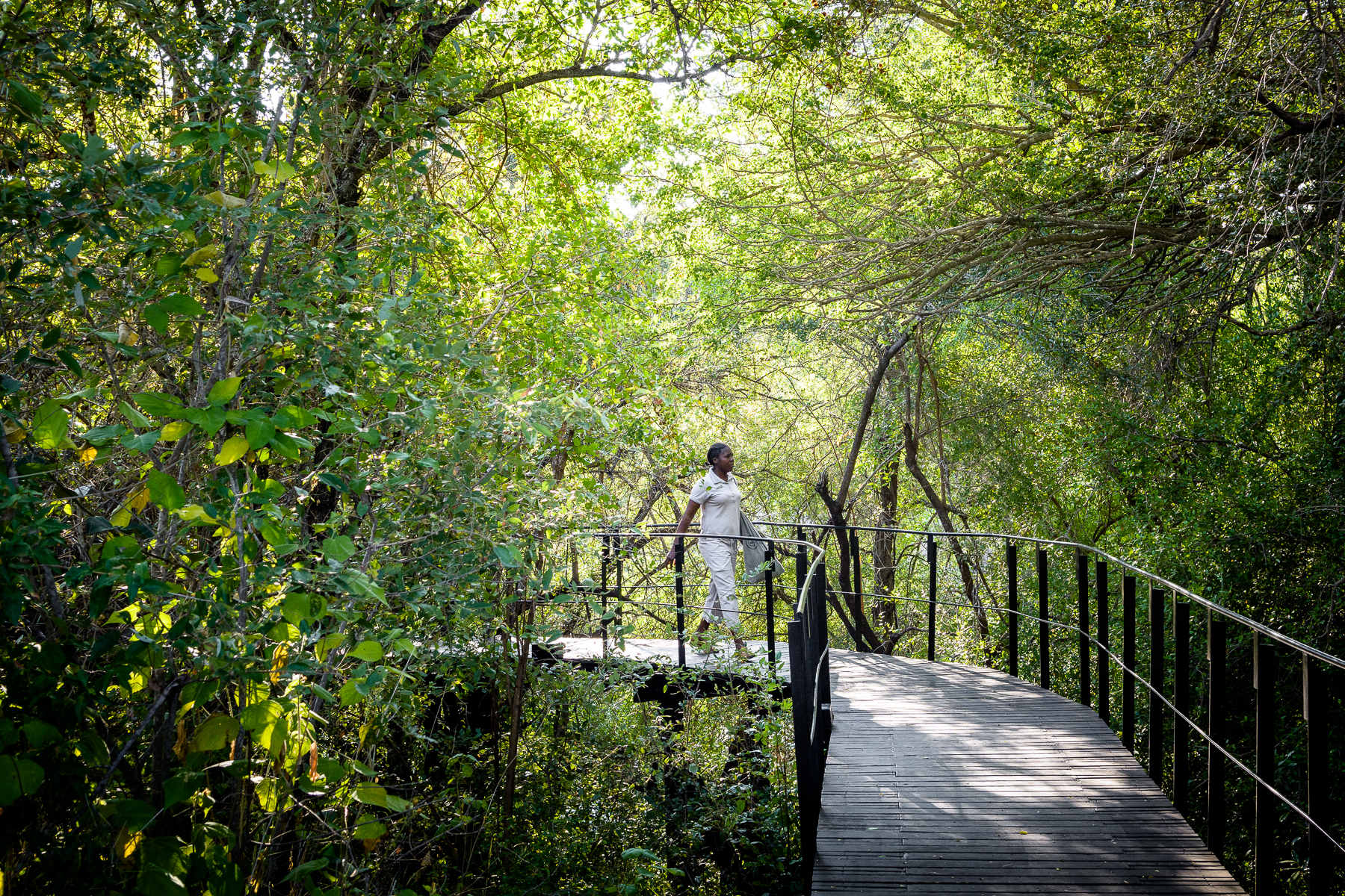 Big 5, Hideaway, Kruger National Park, Krüger-Nationalpark, Singita, Singita Sweni Lodge, Südafrika, Sweni River, Bäume, Brücken, Walkway, Afrikarma, Afrikarma Safaris, Afrikarma Safaris – Wildnis. Hautnah., afrikarma.de