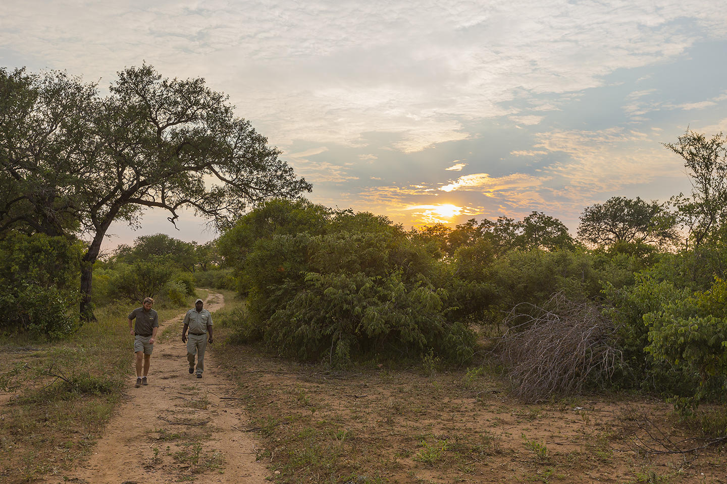 Thornybush Game Lodge: Eine Wandersafari