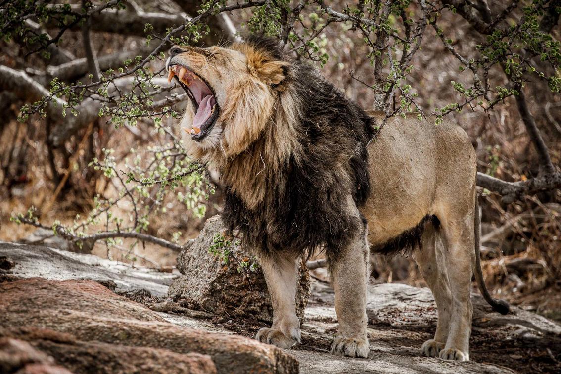 Legendary Mila Tented Camp, Mwiba Wildlife Reserve, Southern Serengeti, Game Drive, Löwe, Afrikarma, Afrikarma Safaris, Afrikarma Safaris. Wildnis. Hautnah., Afrikarma.de