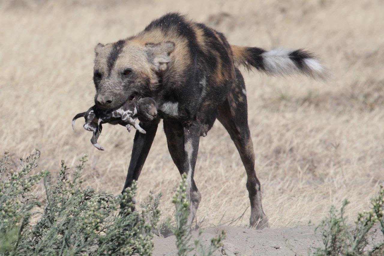 Friedkin Conservation Fund, Legendary Expeditions, Legendary Mwiba Lodge, Mwiba Wildlife Reserve, Afrikarma, Afrikarma Safaris, Afrikarma Safaris. Wildnis. Hautnah., Afrikarma.de, Game Drive, Safari, Tierbeobachtung, Lycaon Pictus, Wildhund