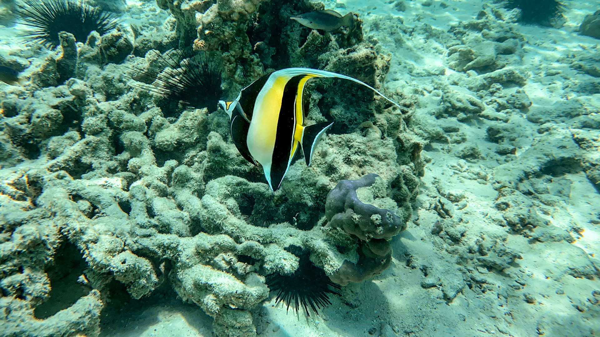 andBeyond Mnemba Island Lodge: Ein bunter Wimpelfisch