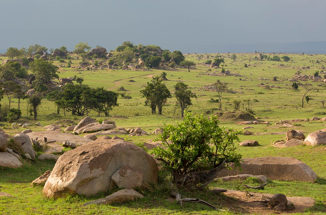 Chaka Camp: Die weite Graslandschaft Chaka Camp, Große Migration, Große Wanderung, Mara River, Masek Lake, Ndutu Lake, Ngorongoro Conservation Area, Serengeti, Tansania, Wandercamp, Busch, Graslandschaft, Afrikarma, Afrikarma Safaris, Afrikarma Safaris – Wildnis. Hautnah., afrikarma.de
