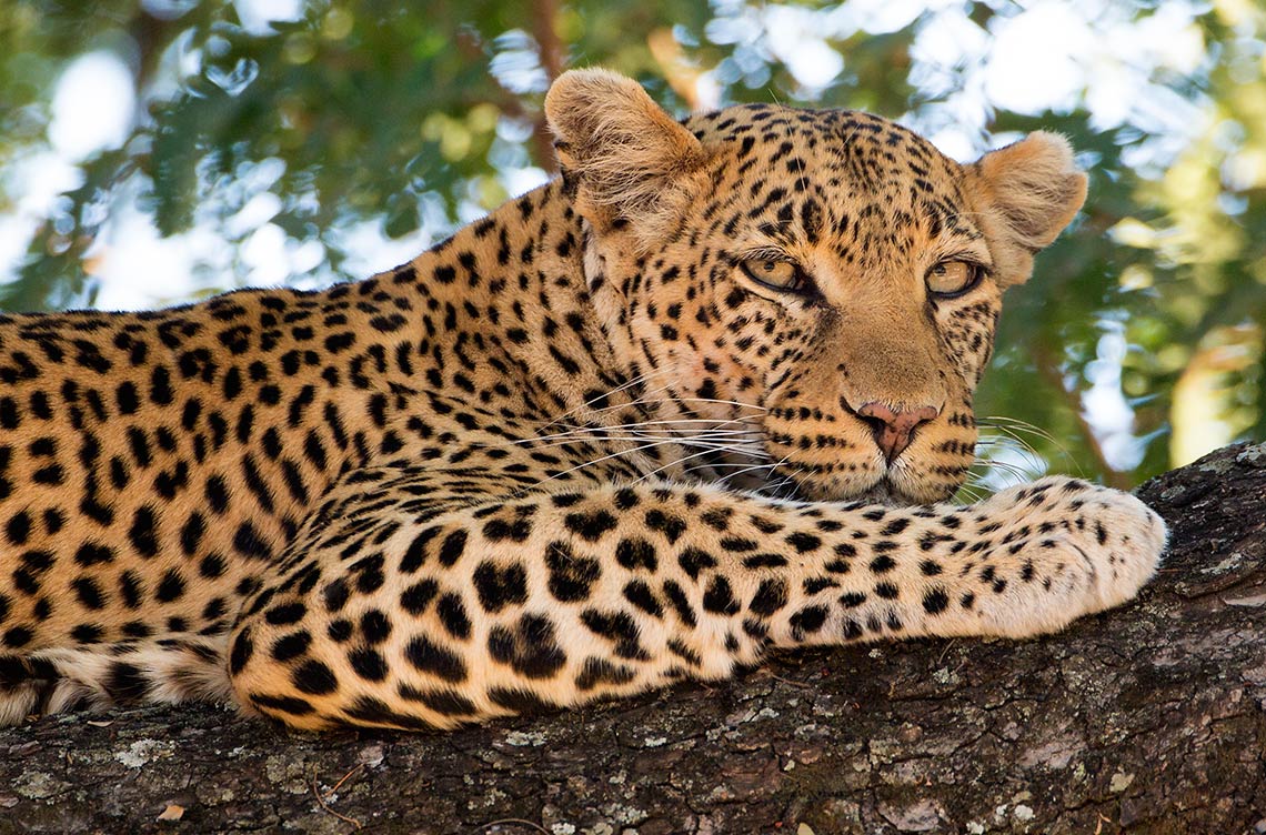 Chaka Camp: Ein Leopard Chaka Camp, Große Migration, Große Wanderung, Mara River, Masek Lake, Ndutu Lake, Ngorongoro Conservation Area, Serengeti, Tansania, Wandercamp, Leopard, Afrikarma, Afrikarma Safaris, Afrikarma Safaris – Wildnis. Hautnah., afrikarma.de