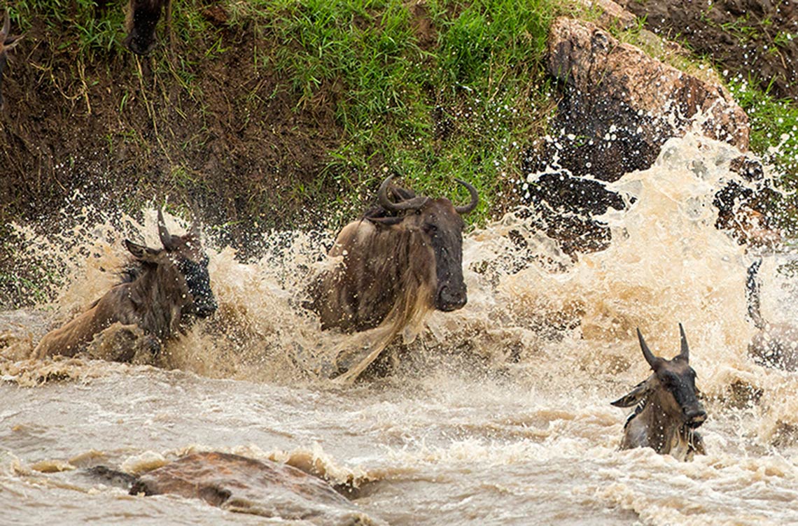 Chaka Camp: Drei Gnus in einem Fluss