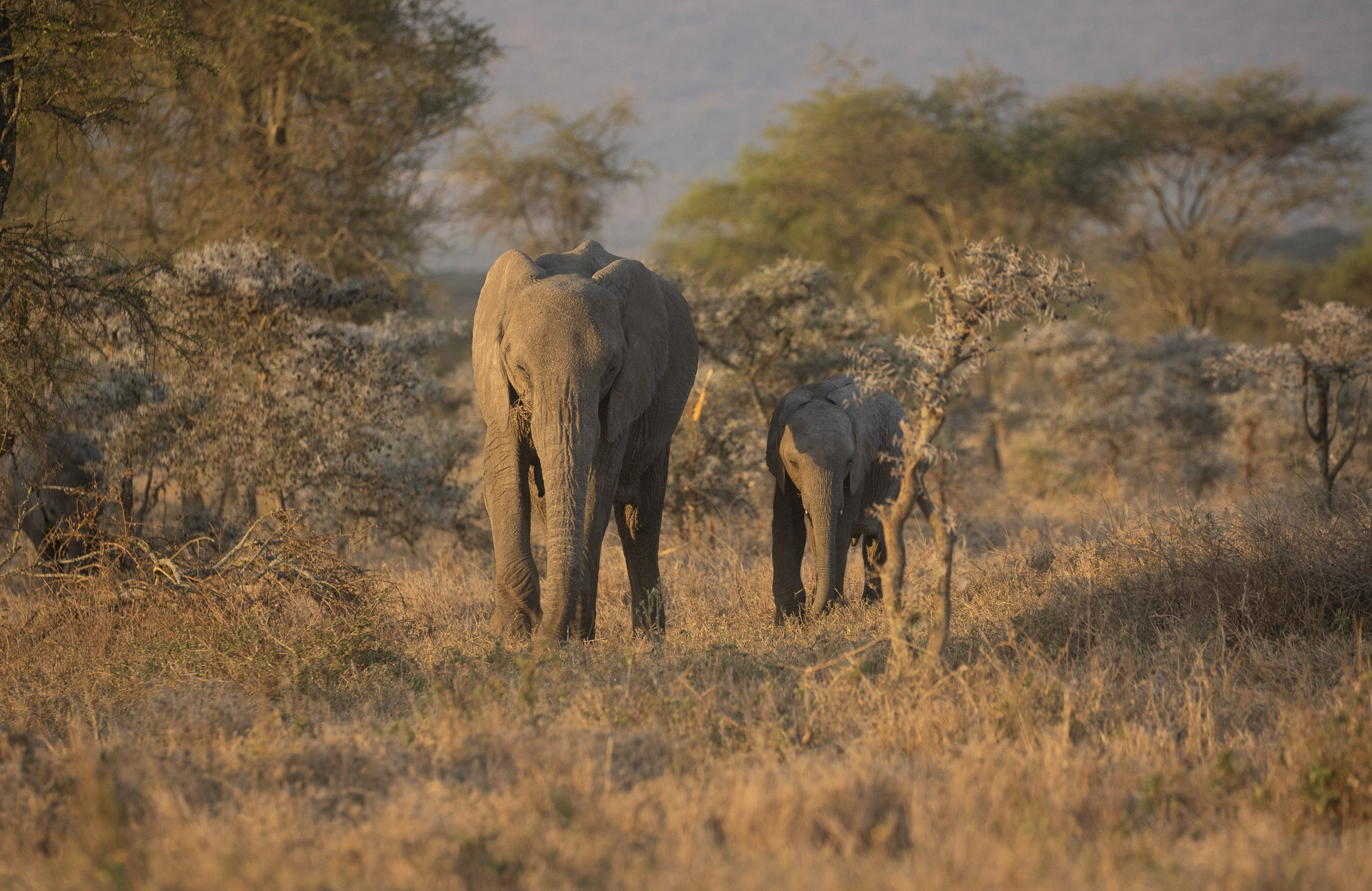 Charlie Serengeti Safari Camp: Elefanten