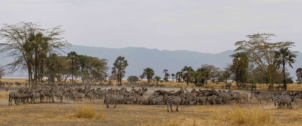 Chem Chem Lodge: Andrang am Wasserloch Chem Chem Lodge: Andrang am Wasserloch