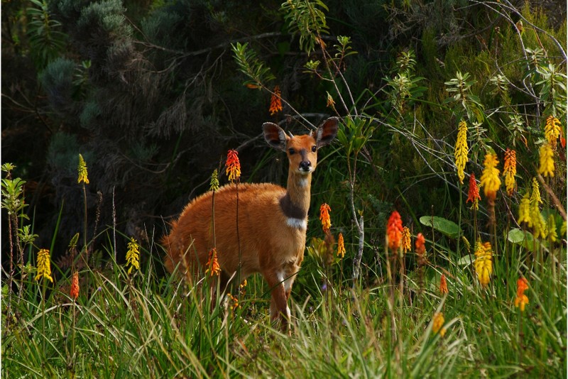 Hatari Lodge, Buschbock, Tiere