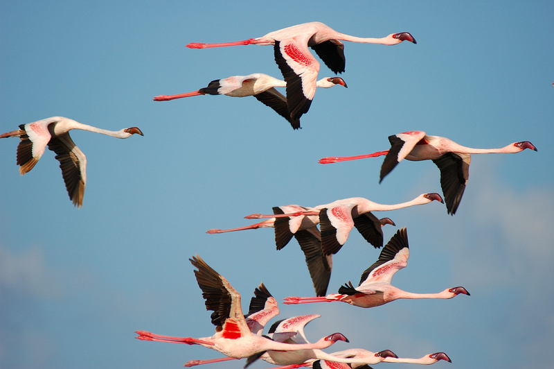 Hatari Lodge: Fliegende Flamingos