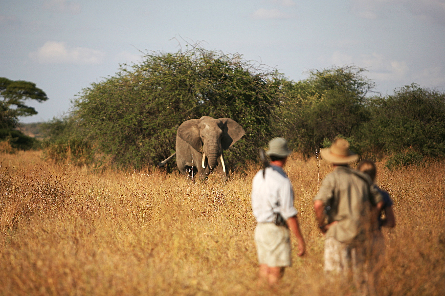 Kaskaz Mara Camp: Elefant beobachten auf Wandersafari