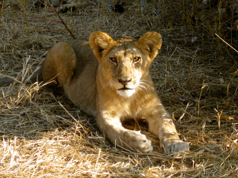 Kigelia Camp: Junger Löwe