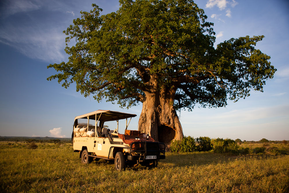 Kigelia Camp, Nomad Tanzania, Ruaha National Park, Adansonia digitata, Baobab, Baobab Forest, Ifuguru River, Aktivitäten, Game Drive Vehicle, Sundowner, Afrikarma, Afrikarma Safaris, Afrikarma Safaris - Wildnis. Hautnah., Afrikarma.de