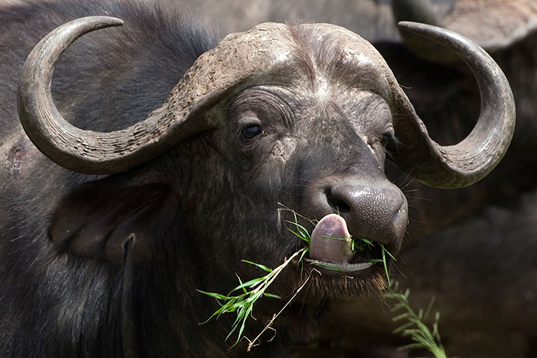 Chaka Camp, Kiota Camp, Serengeti, Büffel, syncerus caffer, afrikarma, afrikarma Safaris, afrikarma Safaris - Wildnis. Hautnah., afrikarma.de