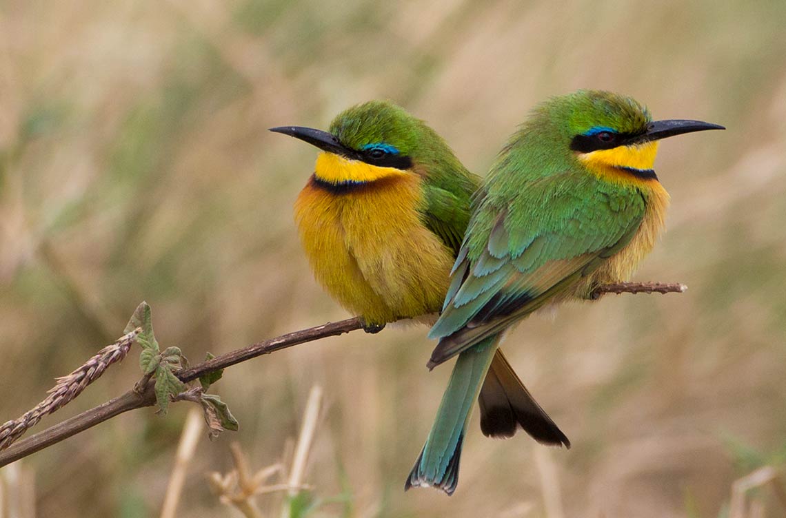 Chaka Camp, Kiota Camp, Serengeti, Little Bee Eater, afrikarma, afrikarma Safaris, afrikarma Safaris - Wildnis. Hautnah., afrikarma.de