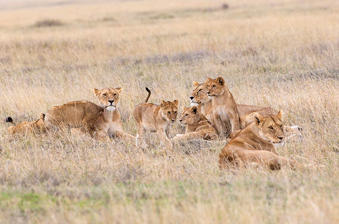 Chaka Camp, Kiota Camp, Serengeti, Löwenrudel, afrikarma, afrikarma Safaris, afrikarma Safaris - Wildnis. Hautnah., afrikarma.de