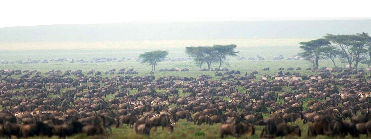 Lamai Serengeti: Gnuherde