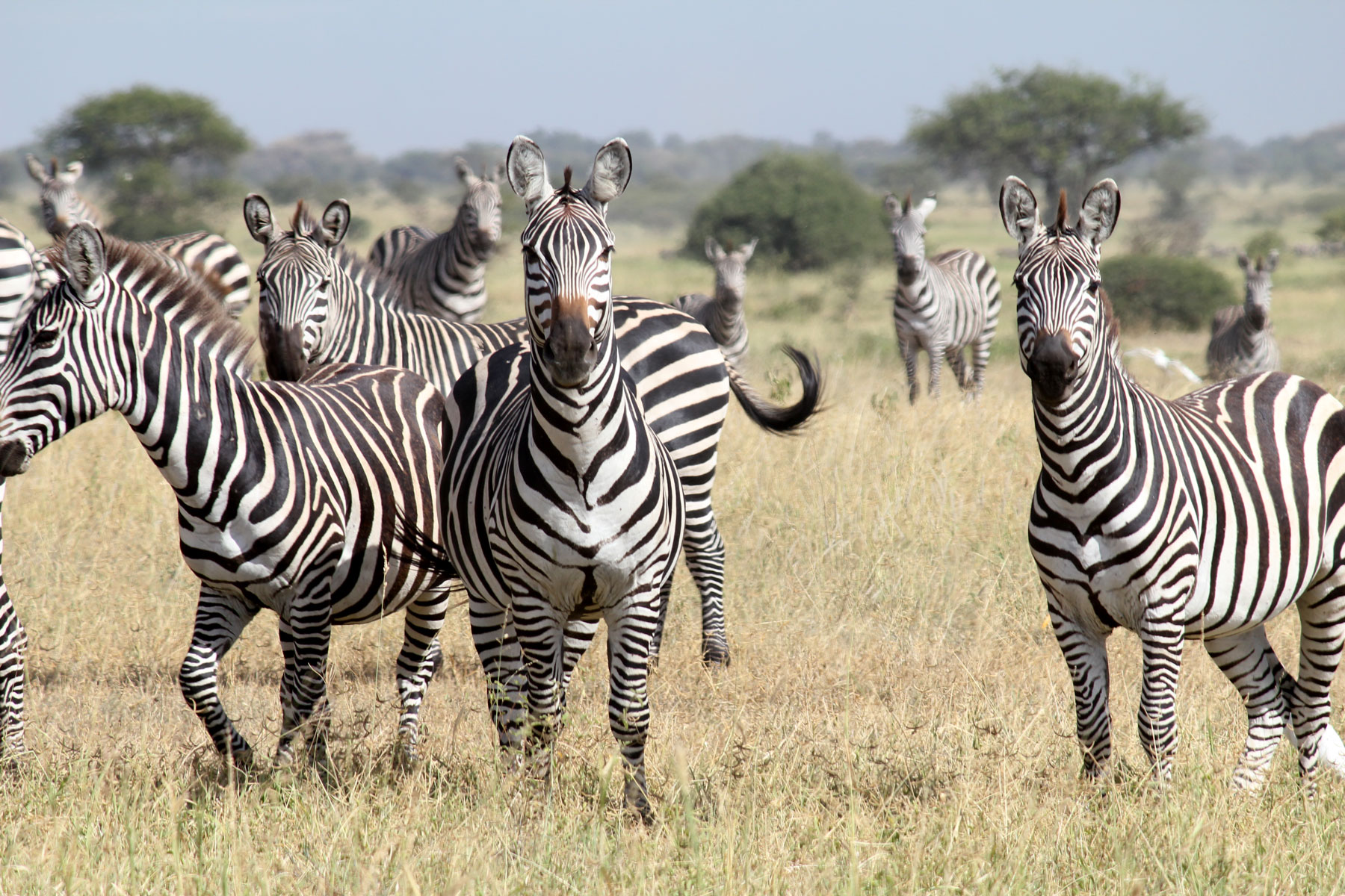 Manyara Ranch, Tiere, Zebra