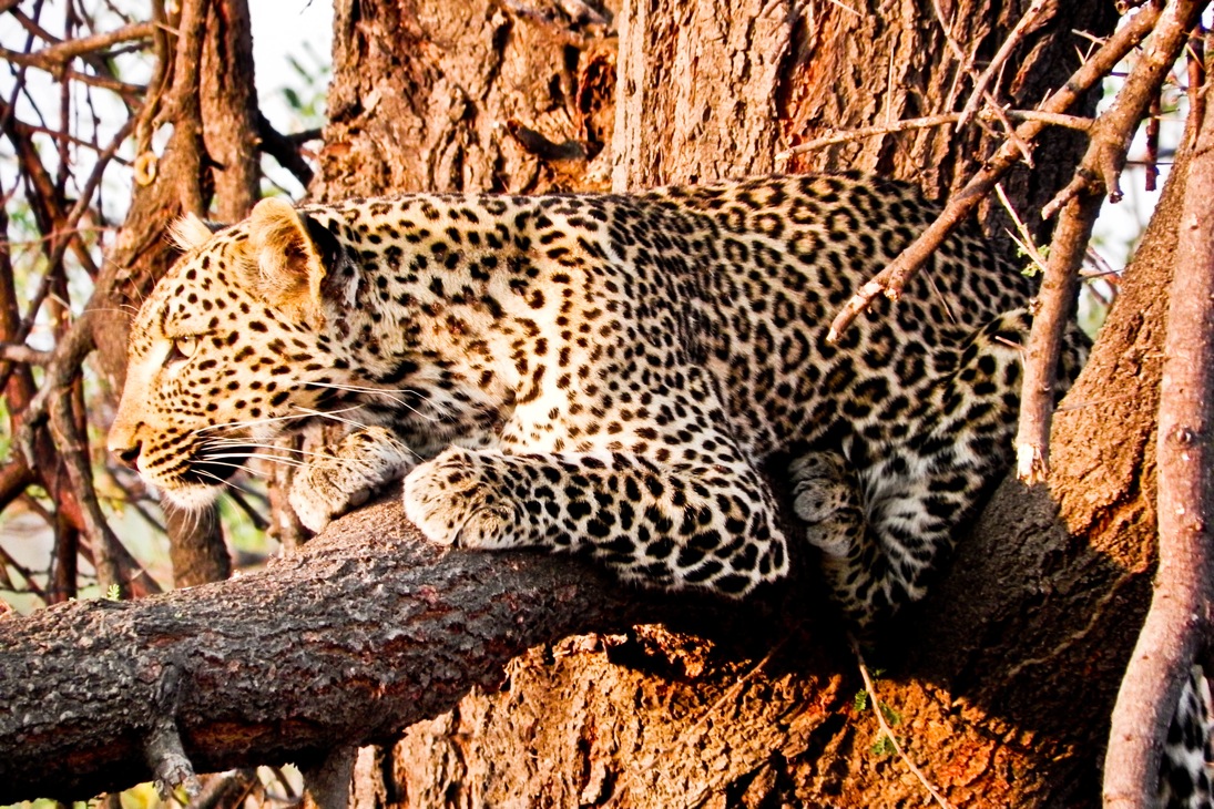 Mwagusi Safari Camp, Ruaha National Park, Ruaha River, Südliches Tansania, Leopard, Panthera pardus, Afrikarma, Afrikarma Safaris, Afrikarma Safaris - Wildnis. Hautnah., Afrikarma.de, Afrikarma, Afrikarma Safaris, Afrikarma Safaris - Wildnis. Hautnah., Afrikarma.de