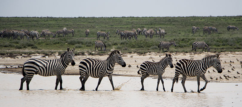 Olakira Migration Camp: Zebras