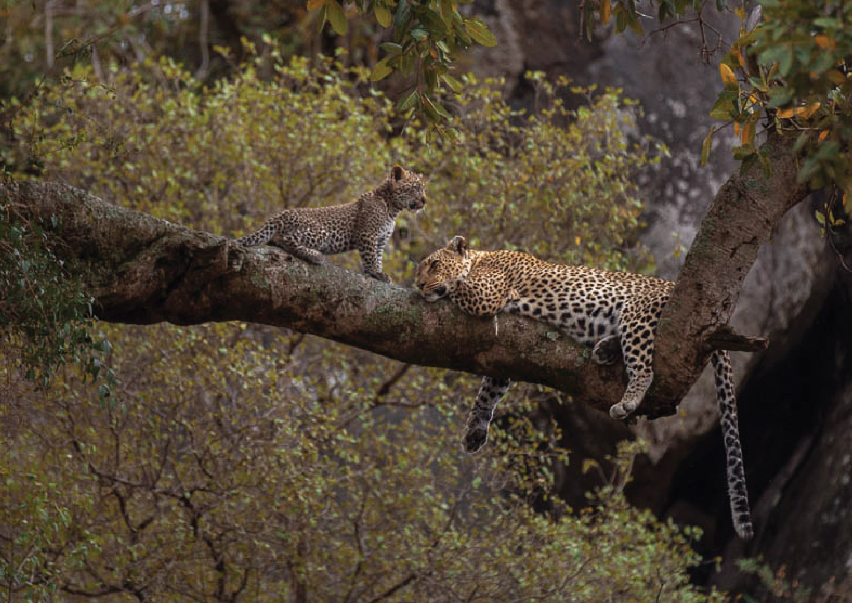 Ole Serai Luxury Camp - Seronera: Leoparden Familie Ole Serai Luxury Camp - Seronera: Leoparden Familie