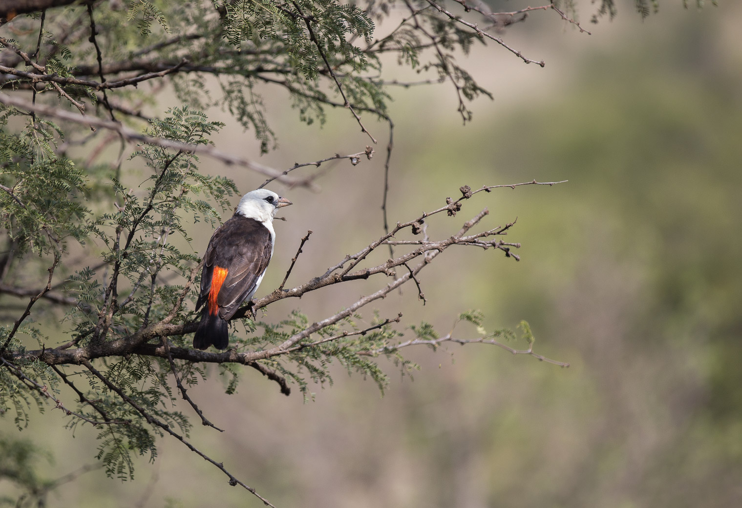 Ole Serai Luxury Camp - Seronera: Serengetis Vogelwelt Ole Serai Luxury Camp - Seronera: Serengetis Vogelwelt