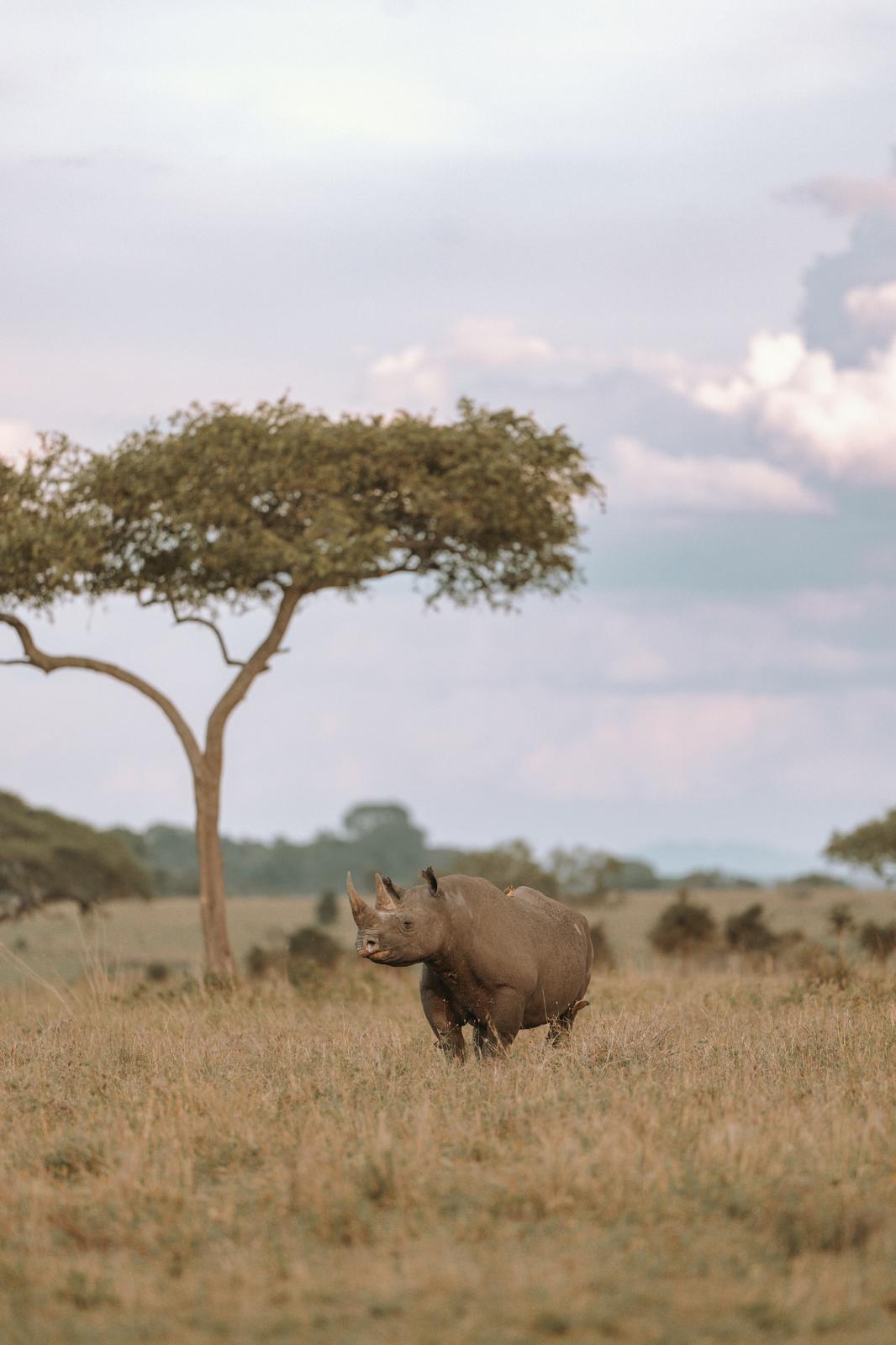  Out of Africa Legend: Ein Spitzmaulnashorn