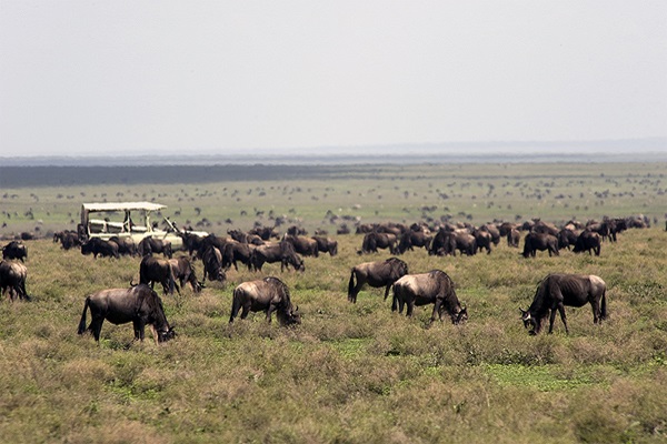Great Migration, Mobiles Camp, Sanctuary Retreats, Sanctuary Serengeti Migration Camp, Serengeti, Tierwanderung, Game Drive, Gnuherde, Afrikarma, Afrikarma Safaris, Afrikarma Safaris - Wildnis. Hautnah., afrikarma.de