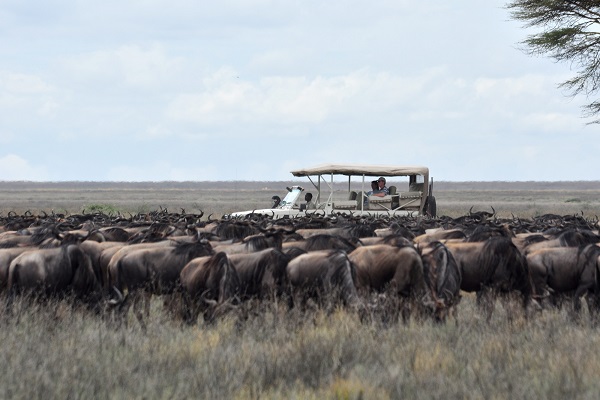 Great Migration, Mobiles Camp, Sanctuary Retreats, Sanctuary Serengeti Migration Camp, Serengeti, Tierwanderung, Game Drive, Gnuherde, Afrikarma, Afrikarma Safaris, Afrikarma Safaris - Wildnis. Hautnah., afrikarma.de