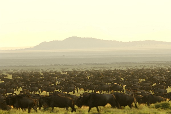Great Migration, Mobiles Camp, Sanctuary Retreats, Sanctuary Serengeti Migration Camp, Serengeti, Tierwanderung, Game Drive, Gnu, Gnuherde, Afrikarma, Afrikarma Safaris, Afrikarma Safaris - Wildnis. Hautnah., afrikarma.de