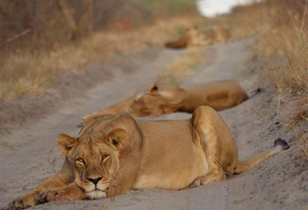 nomad tanzania serengeti safari camp, serengeti migration safari, serengeti safari camp, serengeti safari camp bilder, serengeti safari camp nomad, Löwe, tiere