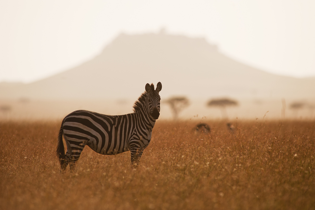 nomad tanzania serengeti safari camp, serengeti migration safari, serengeti safari camp, serengeti safari camp bilder, serengeti safari camp nomad, tiere, zebra