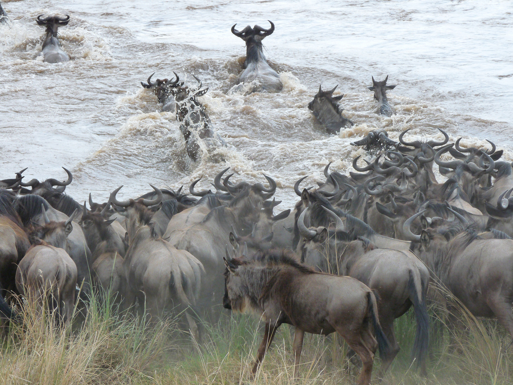 Serengeti Safari Camp: Great Migration Serengeti Safari Camp: Great Migration