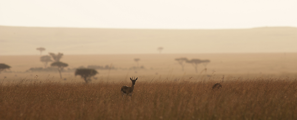 Serengeti Safari Camp: Serengeti-Landschaft