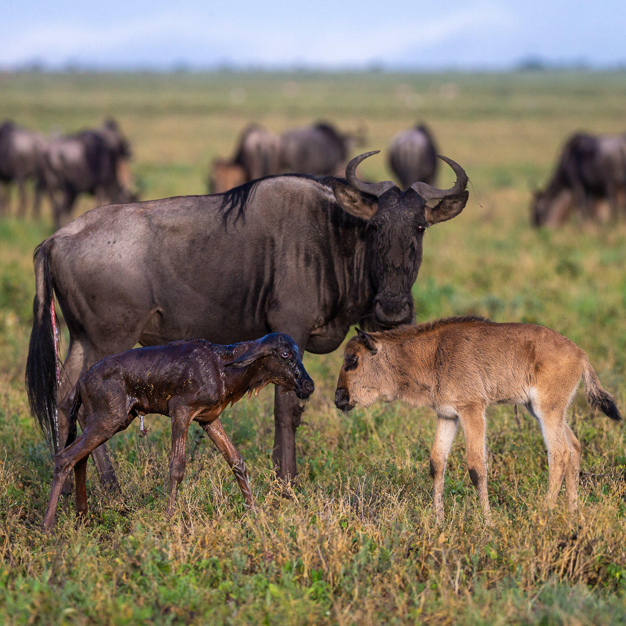 Serian's Serengeti Mobile Kusini Camp: Gnu mit Kalb