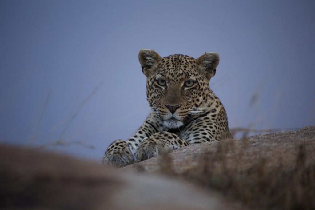 Serian's Serengeti Mobile Kusini Camp: Leopardin
