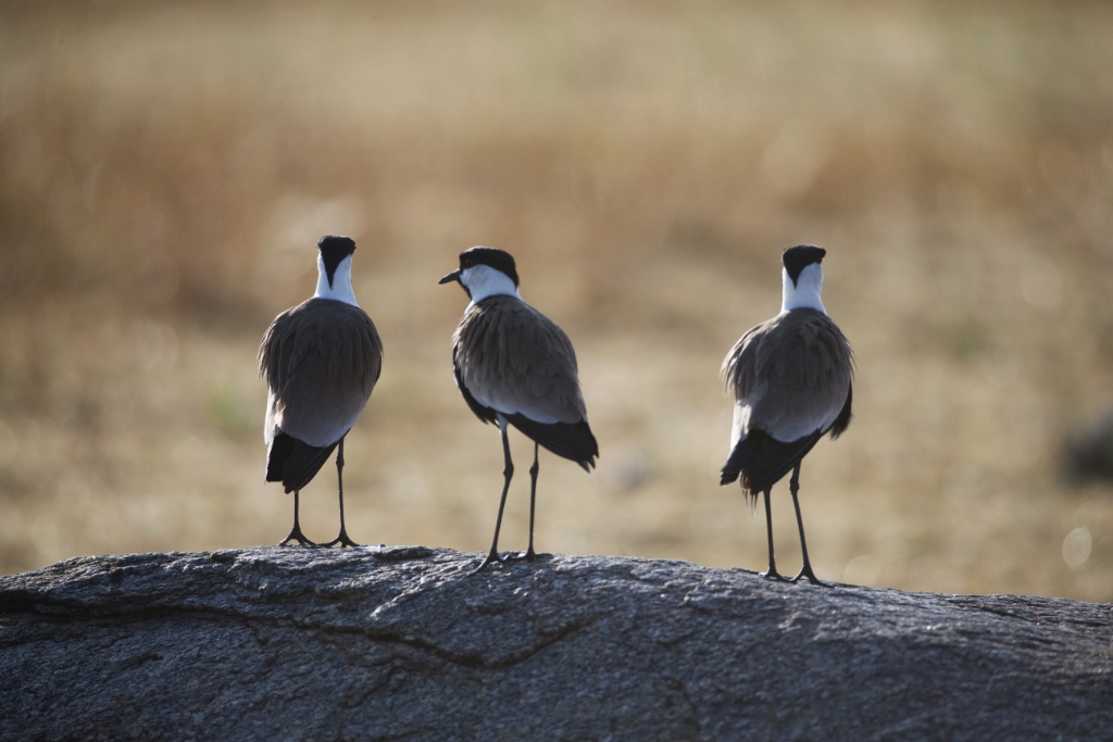 Serian's Serengeti Mobile Kusini Camp: Regenpfeifer
