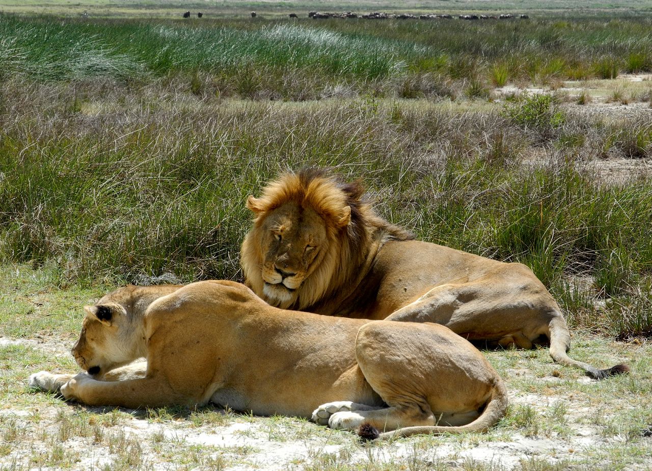 Serian Serengeti South: Löwenpärchen afrikarma, afrikarma Safaris, afrikarma.de, Serian Serengeti South, Löwenpärchen, Dinner, Safari