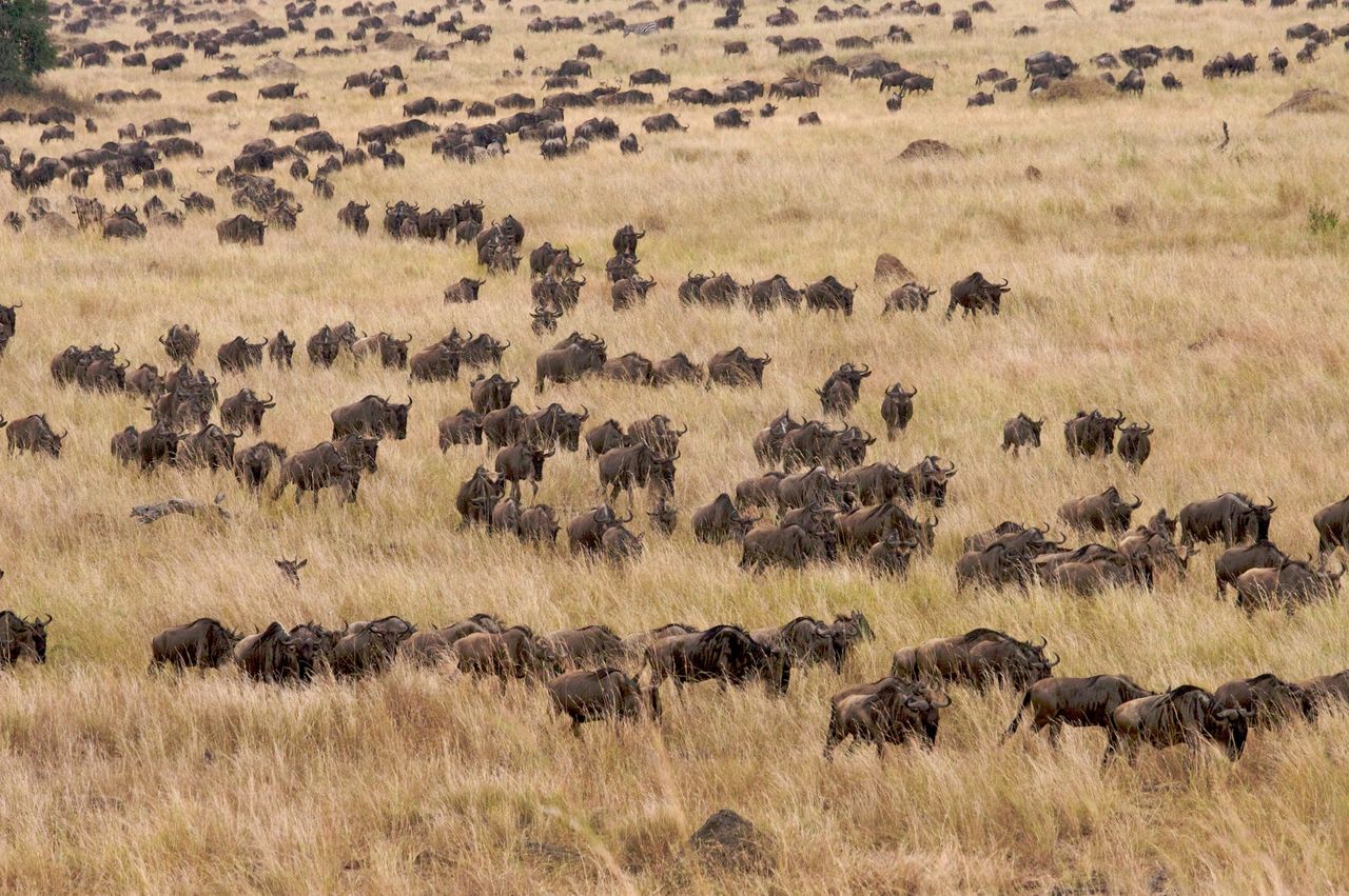 Serian Serengeti South: Wandernde Gnus afrikarma, afrikarma Safaris, afrikarma.de, Serian Serengeti South, Gnu, Herde, Landschaft, Savanne, Tierwanderung, Dinner, Safari