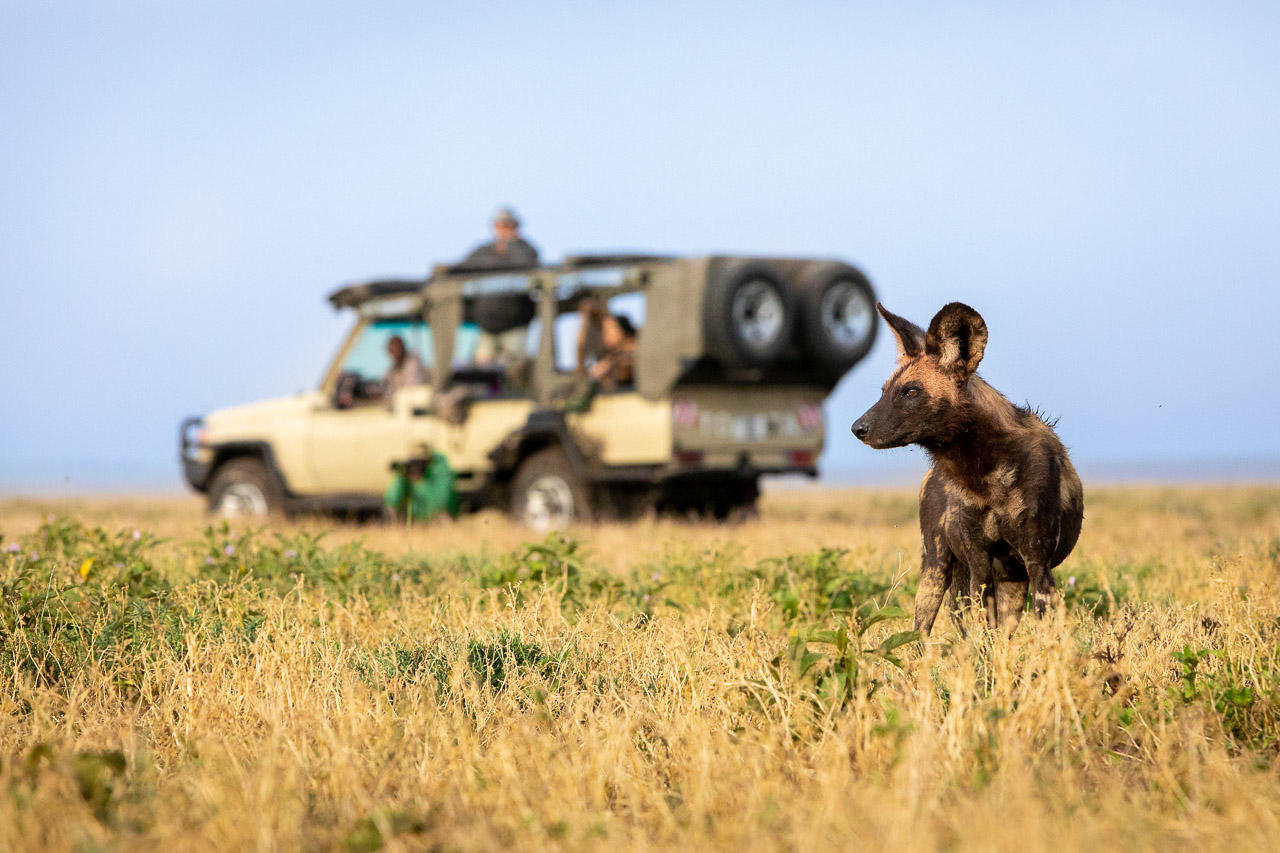 Serian's Serengeti South Camp: Wildhund