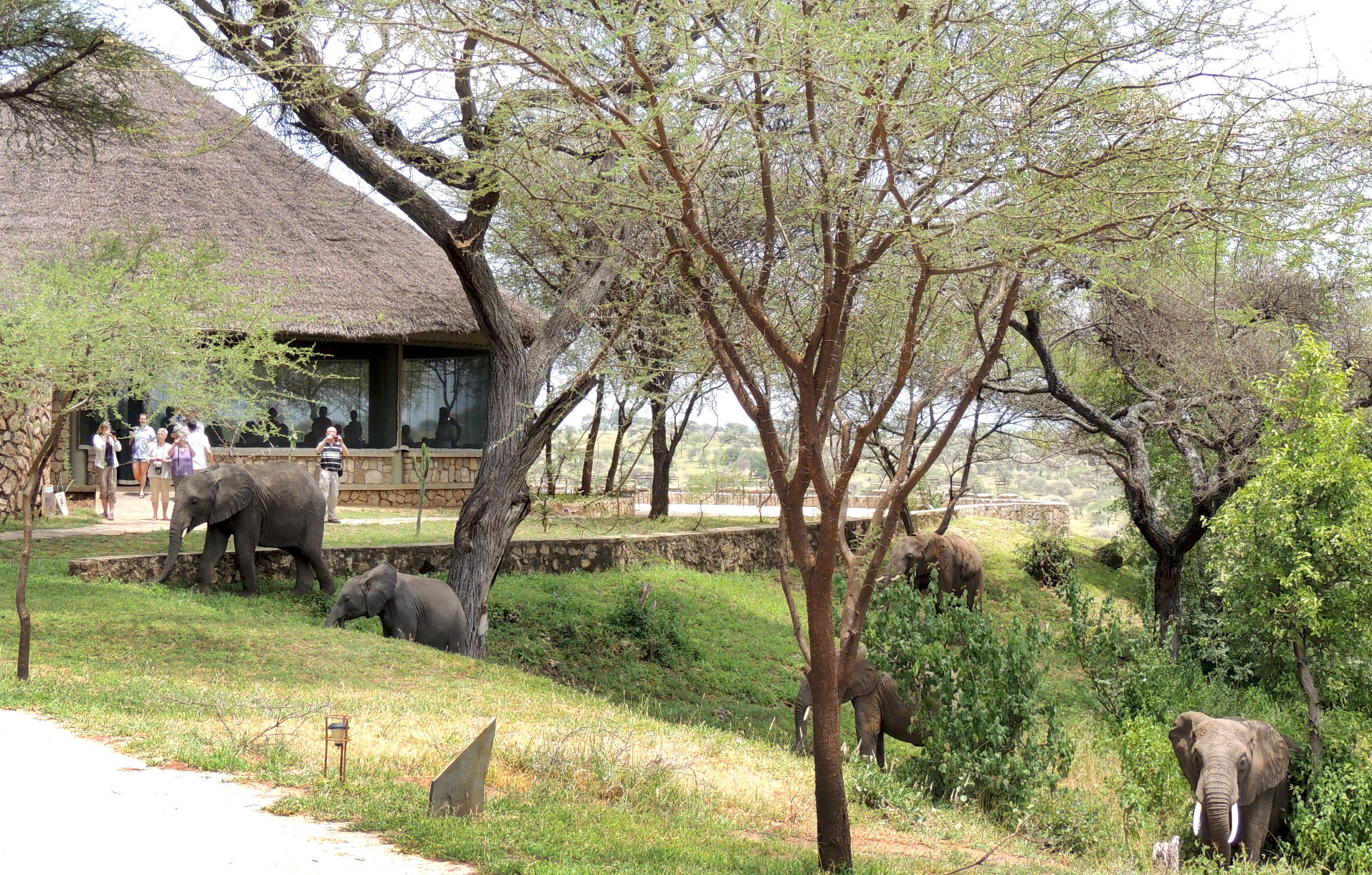 afrikarma Safaris, afrikarma Safaris - Wildnis. Hautnah., afrikarma.de, Safari, Tansania, Tanzania, Tarangire, Tarangire Nationalpark, Tarangire Safari Lodge, Elefanten