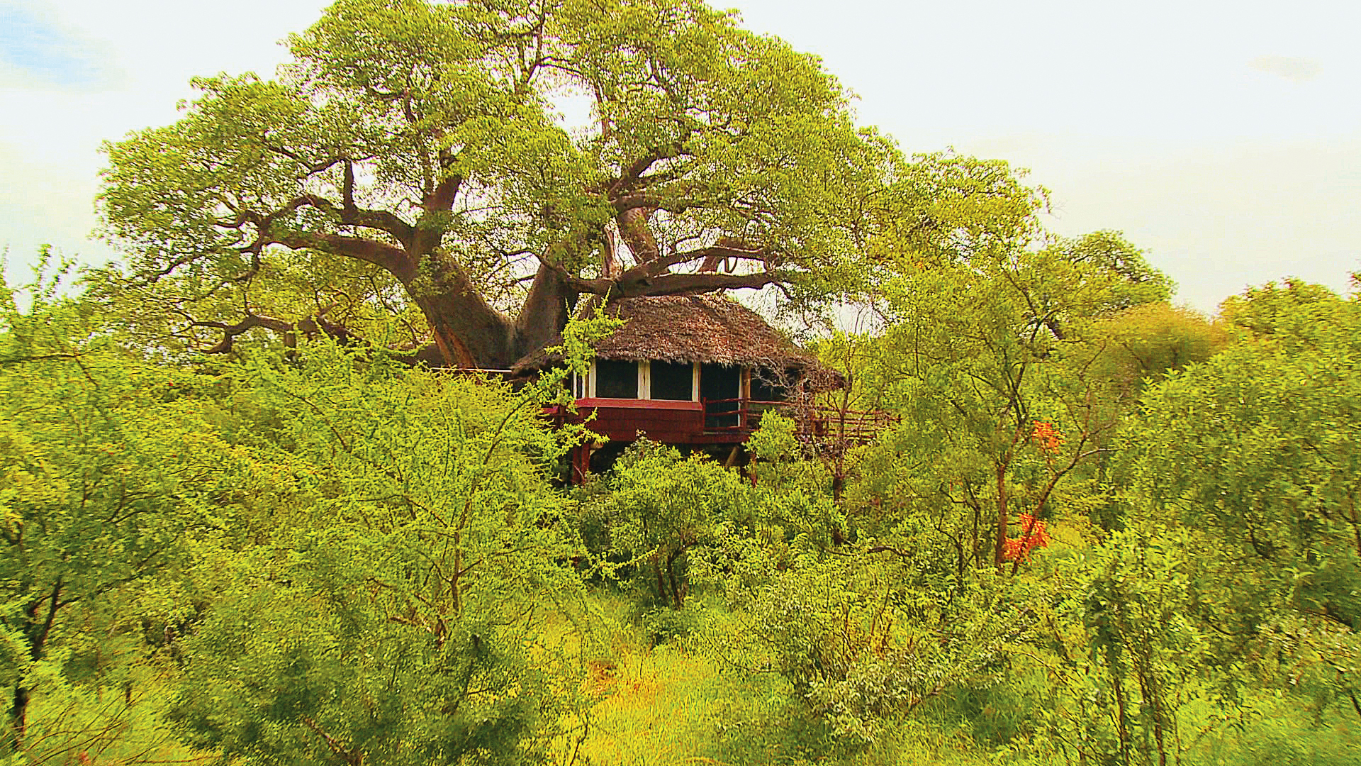 Tarangire Treetops: Baumhaus im Grünen
