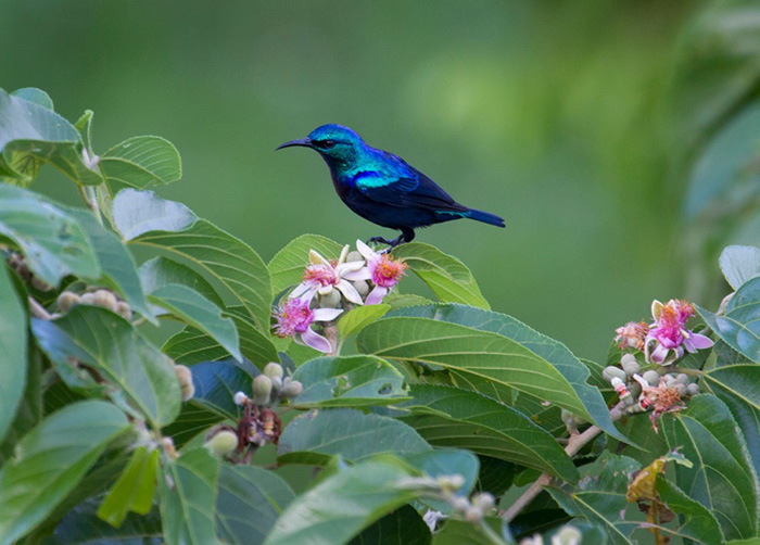 Kwanini, Pemba, Resort Investor AB, Tansania, The Manta Resort, natur, ornithologie, vogel, vogelbeobachtung, Afrikarma, Afrikarma Safaris, Afrikarma Safaris - Wildnis. Hautnah., Afrikarma.de