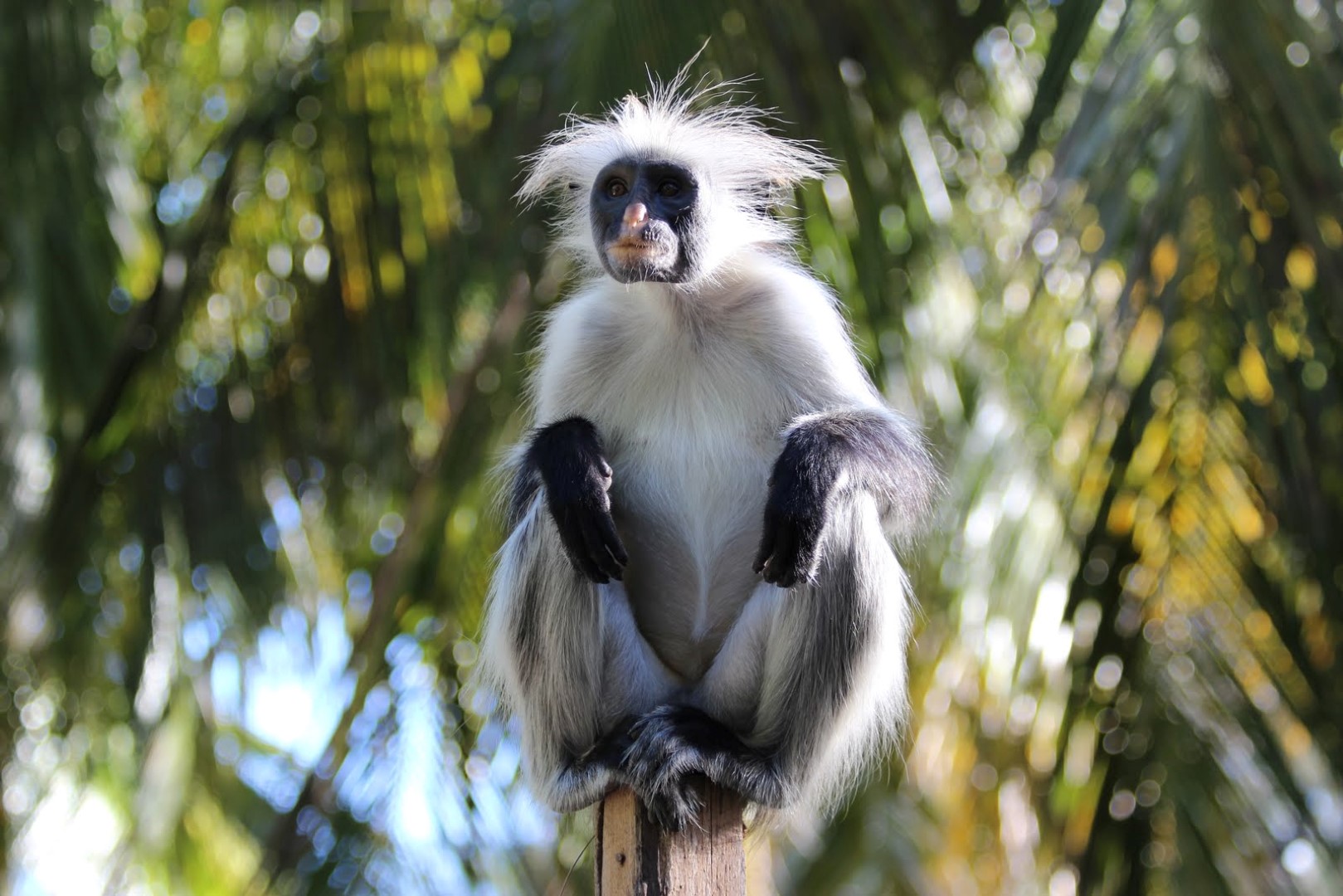 Tony Leslie, Zanzibar White Sand Luxury Villas, Affe, Sansibar, Stummelaffe, Tiere, Paje, Afrikarma, Afrikarma Safaris, Afrikarma Safaris - Wildnis. Hautnah., Afrikarma.de